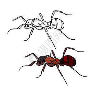 荷包蛋填色图标彩色和黑白着色书的插图 在孤立的白色背景上画一只蚂蚁背景