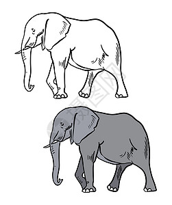 大象简笔画填色彩色和黑白着色书的插图 在孤立的白色背景上画一头大象背景