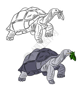 乌龟图标彩色和黑白着色书的插图 在孤立的白色背景上画一只乌龟农场动物染色灰色绘画标识涂鸦彩页野生动物卡通片背景