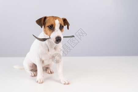 一只狗杰克罗素泰瑞的肖像 用白色背景在嘴里拿着叉子厨房宠物动物菜单节食犬类餐厅食谱厨师食物背景