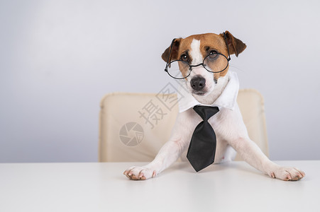 瑞狗迎春狗杰克罗素泰瑞穿着领带和眼镜坐在桌子上风镜瞳孔记者犬类学习秘书椅子奇观职业工作背景