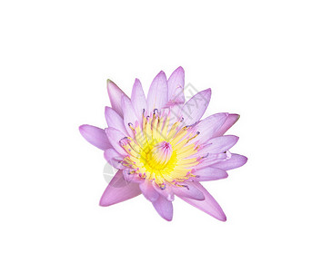 荷花素材白底在孤立白底白色背景上的紫色和黄色莲尾巴部分艺术花瓣情调植物荷花异国反射摄影宗教温泉背景