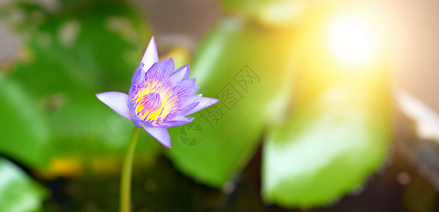 阳光荷花在花园背景的盆地上紫色和黄色莲花背景