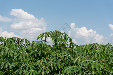 木薯种植园行业泰国高清图片