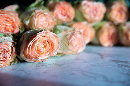美丽的英国玫瑰花 阳光下 美丽的牡丹形浓密的粉红玫瑰 情人节 爱与忠诚的概念 花店的概念 一家小型家族企业牡丹花园假期展示花瓣庆背景图片