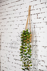 挂墙上墙壁设计挂在白砖背景上的树盆 挂在墙上的家庭植物 对于背景 墙纸 演示文稿 春季 夏季假期视觉传达设计概念 斯堪的纳维亚室内背景