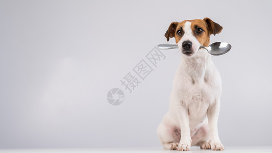 滑稽素材一只狗杰克拉塞尔泰瑞尔的肖像 用白色背景在嘴里拿着勺子节食哺乳动物美食食谱食物午餐毛皮营养早餐餐厅背景