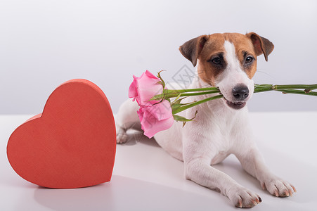 狗贺卡有趣的狗杰克罗素梗的肖像 牙齿上有花 盒子里有心形的盒子 情人节贺卡花束婚礼卡片纪念日蜜月情感玫瑰礼物花朵哺乳动物背景