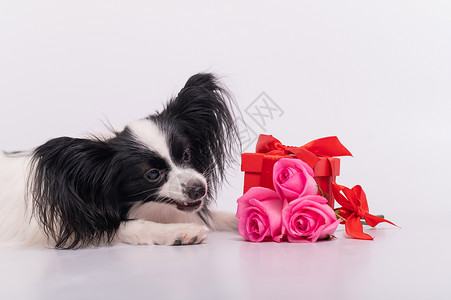 相思卡鲁一只可爱的巴比龙品种耳朵狗的肖像 在情人节那天带着礼物和一束玫瑰 一只约会的浪漫大陆猎犬花束动物相思朋友们生日情感蜜月花瓣问候假背景