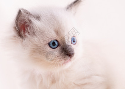 蓬松蓝眼睛小猫宠物好玩的高清图片