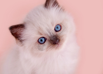 蓬松蓝眼睛小猫猫咪饲养员高清图片