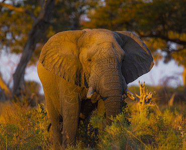 野生动物大象日记摄影世界博主旅游狂鸟类电话旅行者生活动物图片
