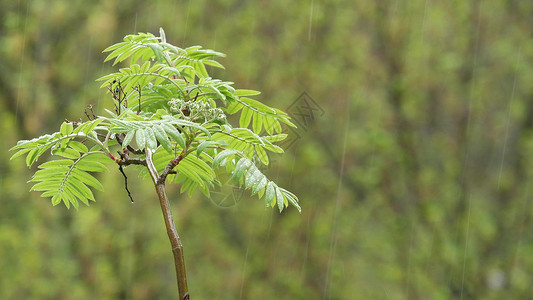 春林中潮湿的树叶上的雨滴 湿绿树上的小滴森林雨量树木叶子天气植被植物山灰绿色植物天篷背景图片