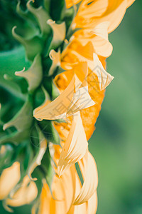 背景的向日葵 花瓣堆积在一层层草地摄影叶子生长天堂晴天金子射线蜜蜂手指背景