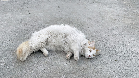 白猫在地上胡须哺乳动物蓝色爪子猫科工作室眼睛毛皮虎斑动物图片