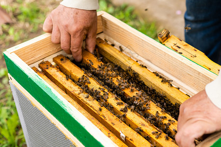 开豪车蜜蜂元素养蜂人的手握着空的蜂窝商业养蜂业农业季节手工蜂巢药品生态男人框架背景
