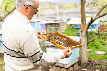 开豪车蜜蜂元素养蜂人的手握着空的蜂窝季节框架药品生态男人健康饮食养分蜂巢手工食物背景