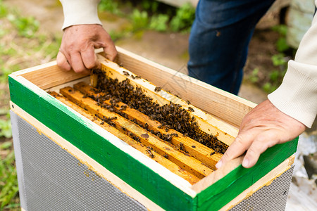 开豪车蜜蜂元素养蜂人的手握着空的蜂窝手工蜂巢养分农业生态食物男人药品养蜂业蜂蜜背景