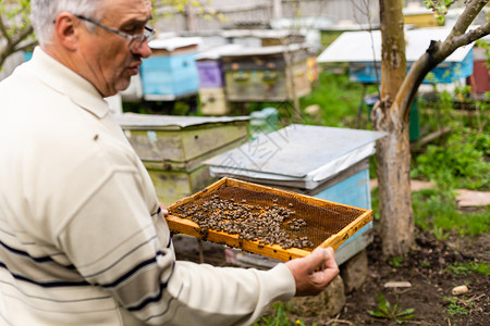 开豪车蜜蜂元素养蜂人的手握着空的蜂窝框架蜜蜂养蜂业蜂蜜药品农业蜂巢食物收成季节背景