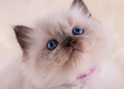 蓬松蓝眼睛小猫布娃娃猫胡须高清图片