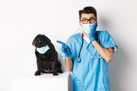 黑色哈巴狗戴面罩的可爱黑哈巴狗向左看着促销横幅 而兽医诊所的医生指指点点 站在白色背景上宠物疫苗动物手套擦洗桌子考试药品卫生小狗背景