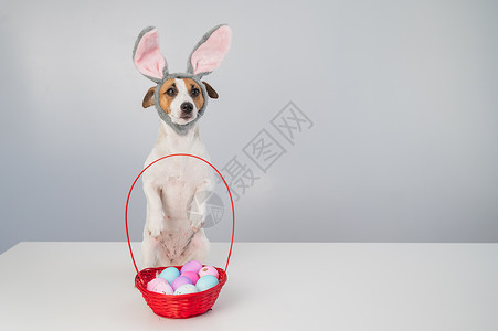 复活节狂欢可爱的杰克罗瑟尔特瑞尔狗 在兔子圈旁边 一篮子旁边 白色背景上涂着复活节鸡蛋狂欢卡片庆典宠物邀请函猎犬季节野兔伴侣节日背景