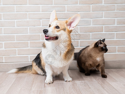 一对猫Corgi三色和泰国猫 在砖墙的背景朋友们胡须伴侣宠物拥抱公司哺乳动物乐趣猫咪连体背景