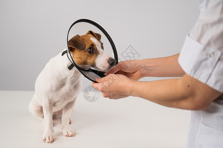 考试谐音梗兽医在手术后给杰克罗素泰瑞尔的狗戴上塑料锥领毛皮宠物医院耻辱护士病人女士卫生医生绷带背景