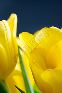 春天的黄郁金香盛开 春节背景图片