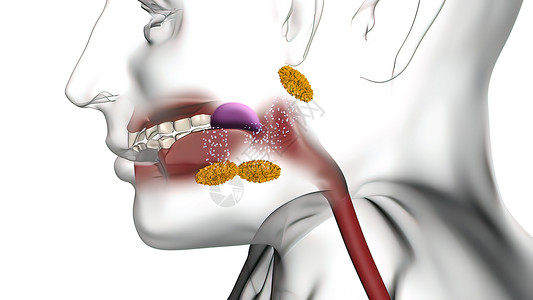 口腔中的酶有助于分解食物脊椎解剖学外科射线学习蓝色科学医药医院疗法图片