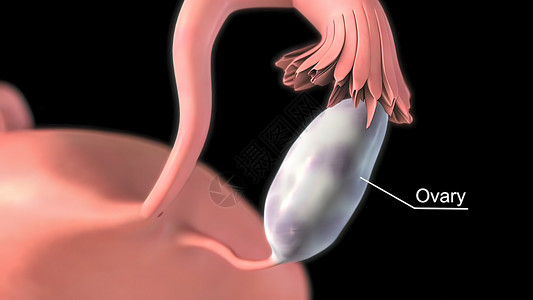 腹部可触及的结构卵巢综合细胞角状温度皮下肿瘤怀孕器官健康模拟女性输卵管妇科动画卡通片插图背景