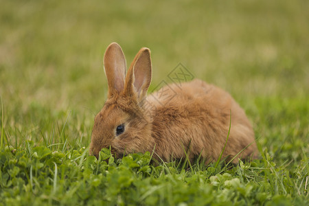 充满疑问的兔子草坪上的橙色兔子季节场地晴天毛皮橙子野生动物生长宠物农场假期背景