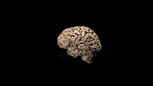 大脑插画3D医学人体大脑插图药理半球细胞语料库小脑学习风暴胼胝体心理智力背景
