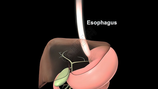 女性男性消化和生殖系统骨盆器官健康管子宫颈插图解剖学卵子药品妇科背景图片