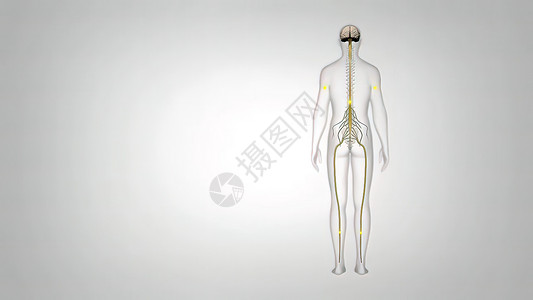 神经肌肉3D 神经系统医学插图 身体接收脑部的信号脖子皮肤骨骼生物学血管艺术品结构解剖学运动员科学背景