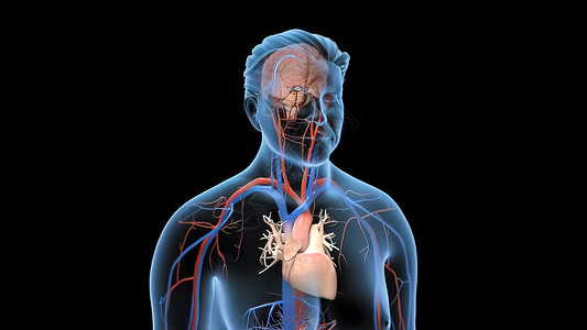 活动透明的人血液循环系统人工血液循环系统器官静脉耳廓中庭心脏病学动脉脉冲身体流动冠脉背景