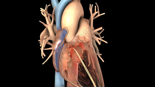 心脏节律的干扰和扩展图表心脏病屏幕网络解剖学心房科学图形中庭保健图片