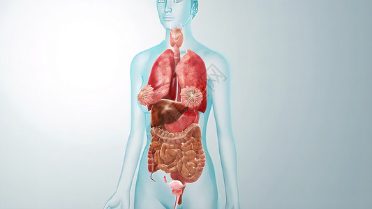 素材库五脏医学概念解剖 3D 解释性说明插图生物学蓝色病人解剖学艺术品疼痛卫生男人科学渲染背景