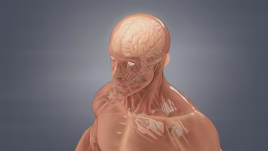 人类大脑解解剖模型3D出血状况血管神经系统高血压保健障碍交通器官动脉图片