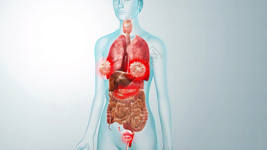 五脏医学概念解剖 3D 解释性说明插图药品小路男人压力疼痛保健男性腹部疾病解剖学背景