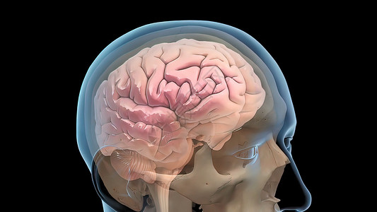3D医学人体大脑插图语料库医生胼胝体活力半球学习科学思考卫生药品图片