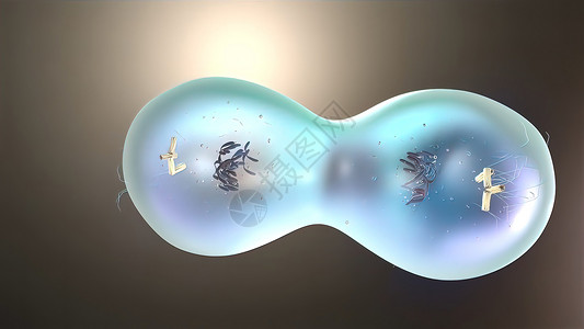 细胞分裂或克隆细胞 显微镜下面的刺状细胞分离基因疾病生理划分细胞核团队保健生物染色质染色体背景图片