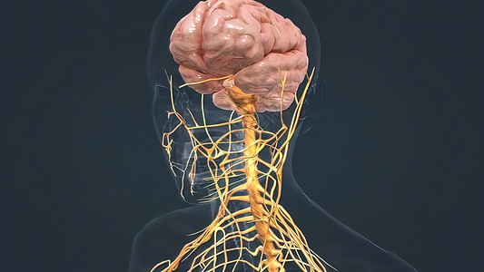 基因芯片人脑和神经系统遗传学生物学风暴深度身体3d头脑决策生物网络背景