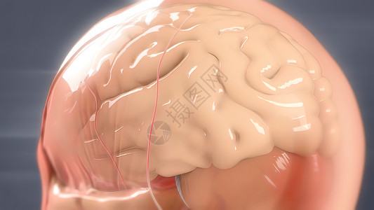 大脑插画人类大脑解解剖模型3D神经系统药品障碍出血交通供应流量中脑血液器官背景