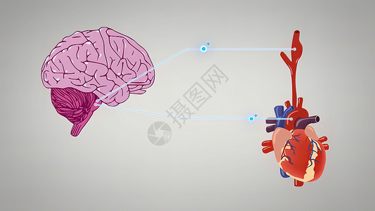心脏功能三维插图 3D 说明部分脑电图 负责自治的全息保持稳态脉冲髓质控制男人功能系统脑干动脉扁形背景