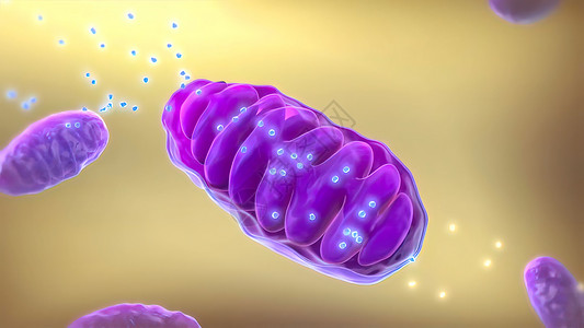 磷酸肌ATP 合成酶 3d 医疗 3D 立体Render酵素流明生物学顺序代谢矩阵科学宏观器官表皮背景