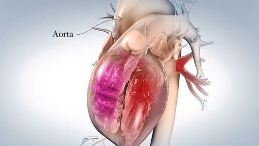 肺血管心脏的Aorta 血液从心脏流出 人类心解剖血管脉冲插图男性解剖学胸部攻击压力生活主动脉背景