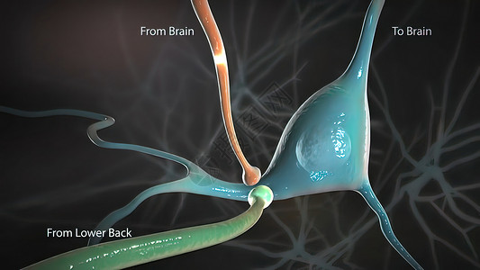 发出信号人类神经元高清图片