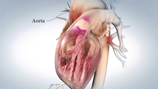 心脏的Aorta 血液从心脏流出 人类心解剖主动脉心律失常心悸动脉渲染科学解剖学生物学身体静脉背景图片