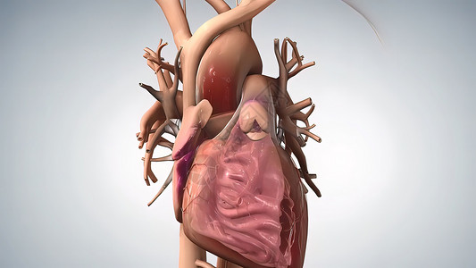 计算机辅助冠状动脉二尖瓣反流高清图片